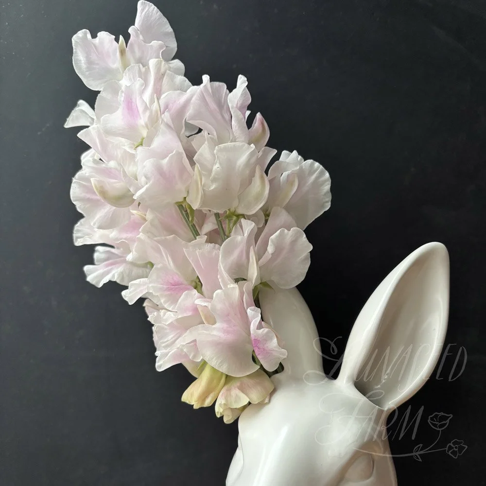Sweet Pea Margaret Hughson