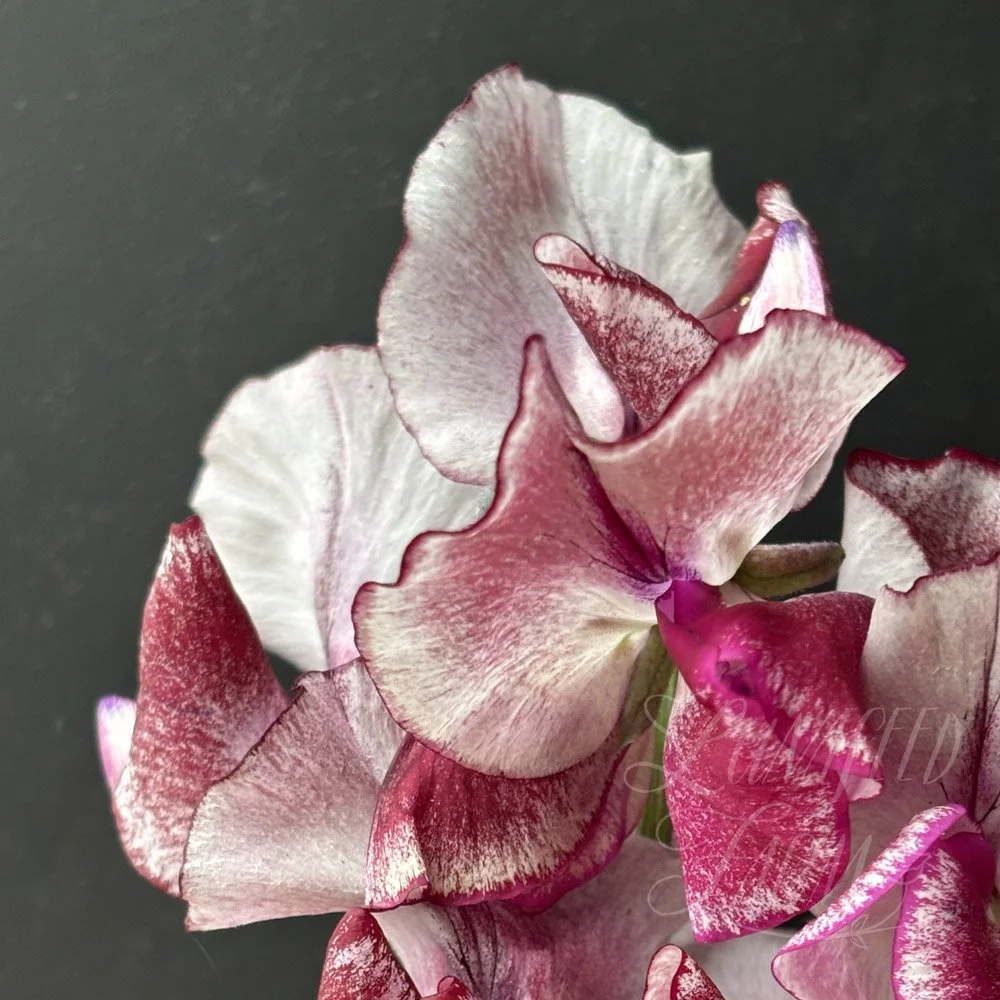 Aurora Borealis Sweet Pea
