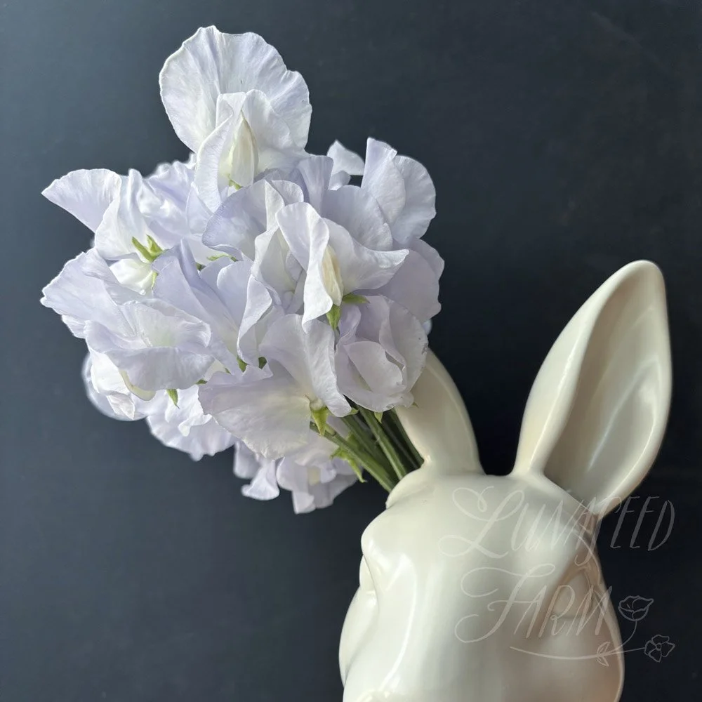 Beverly Ann Sweet Pea