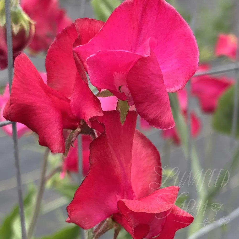 Sweet Pea Judith Wilkinson