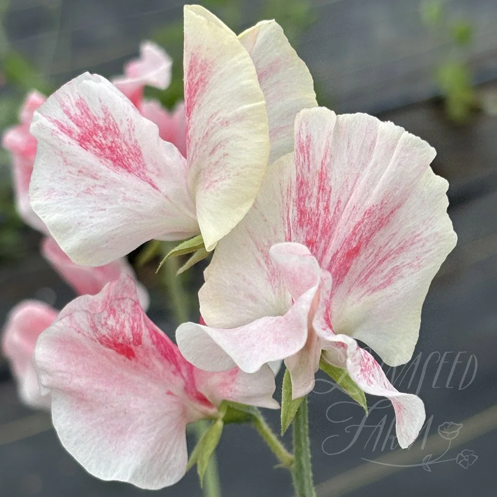 Vaudeville Sweet Pea