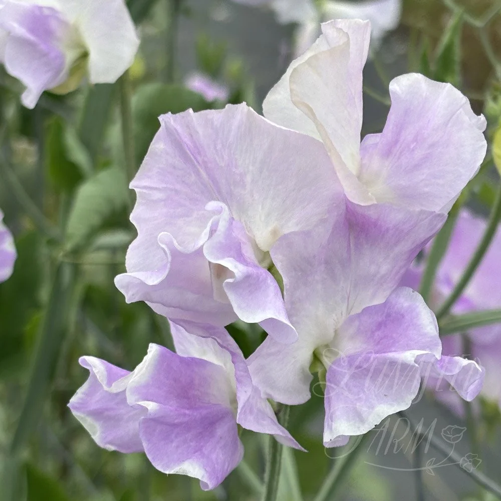 Sweet Pea Piccolo