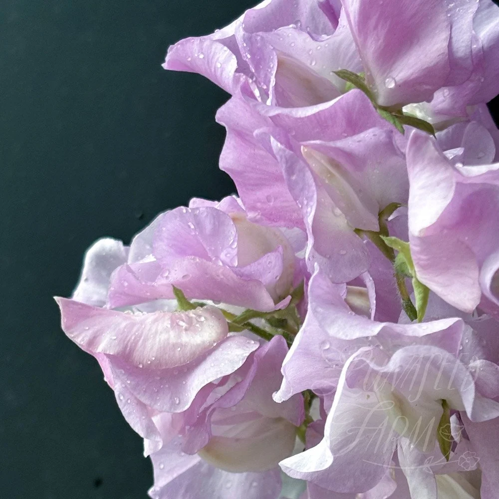Solstice Opal Sweet Pea