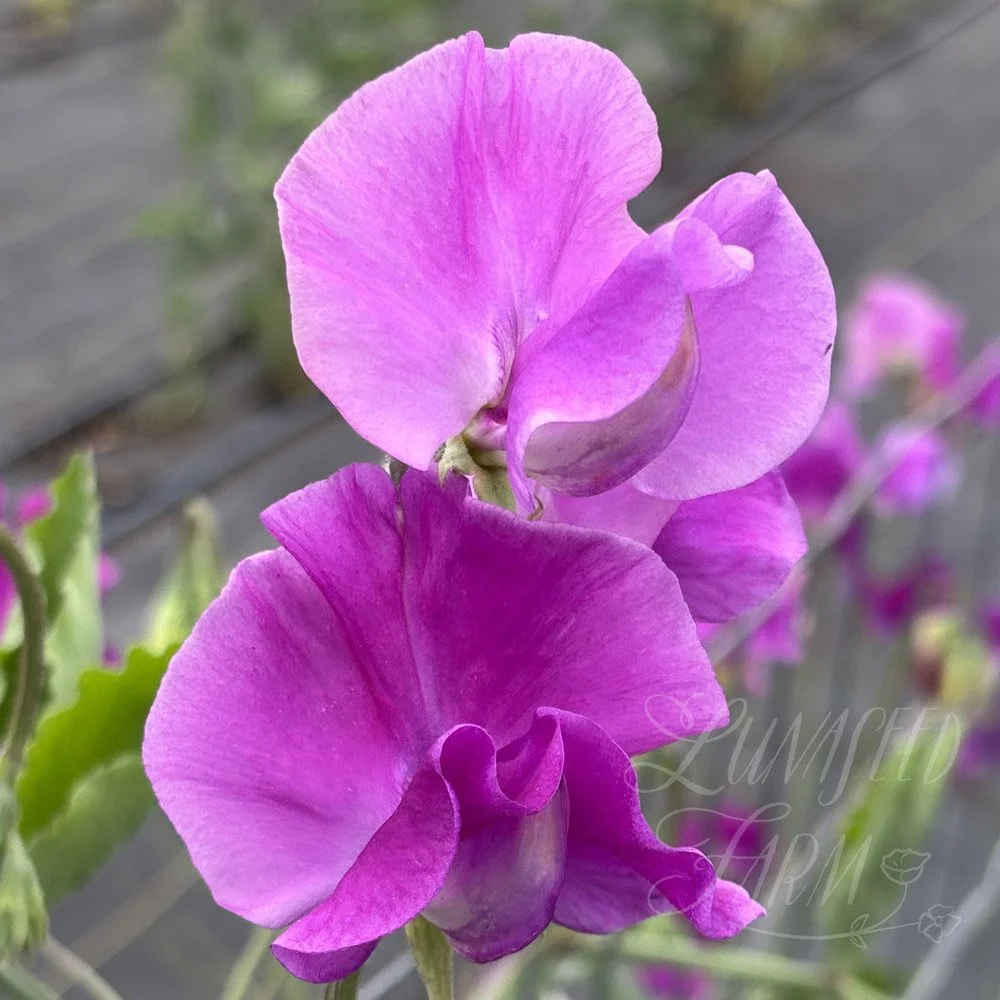 Bridget McAleer Sweet Pea