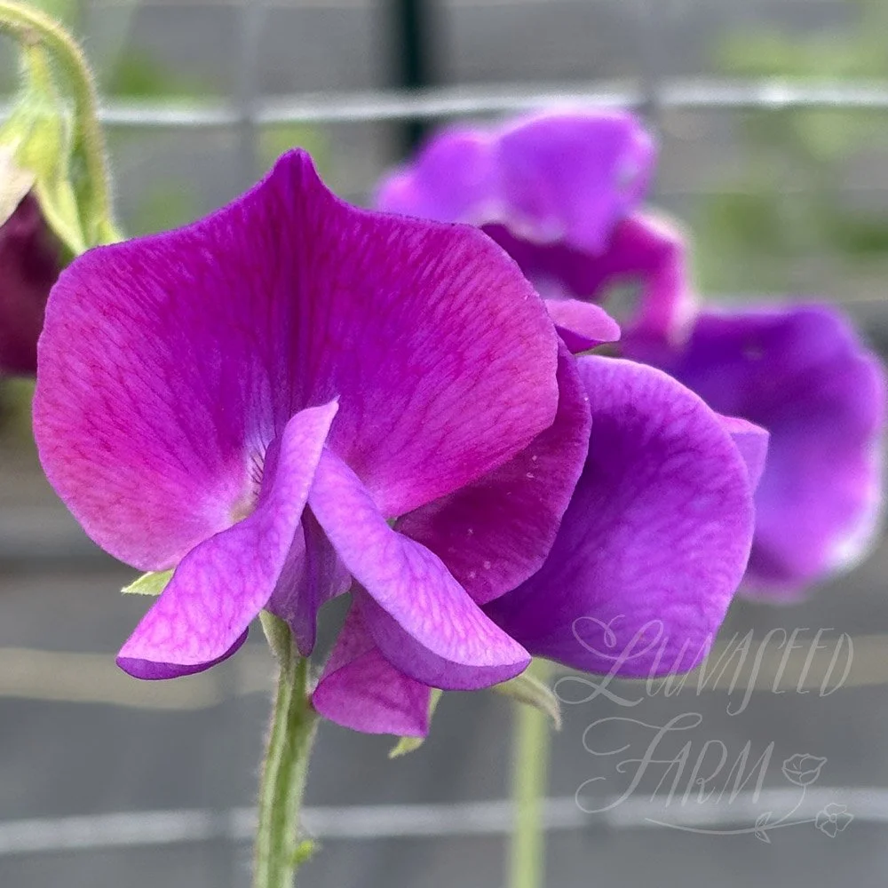 Memories Sweet Pea