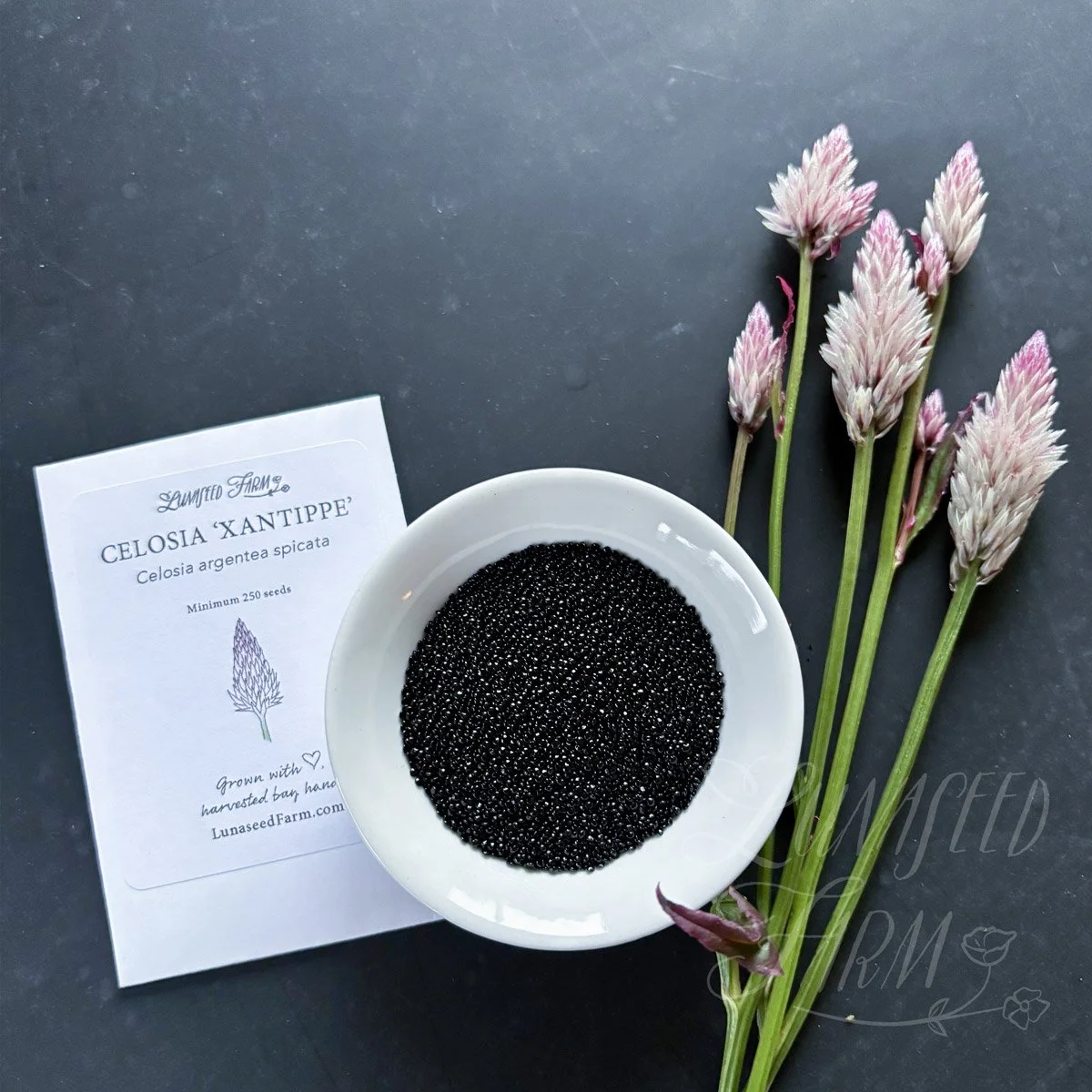 Celosia 'Xantippe' Seed