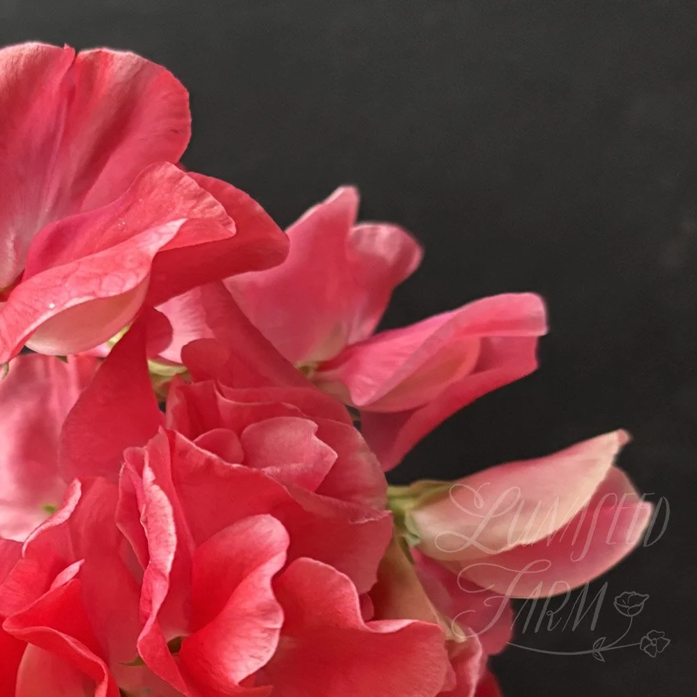 Pocahontas Sweet Pea
