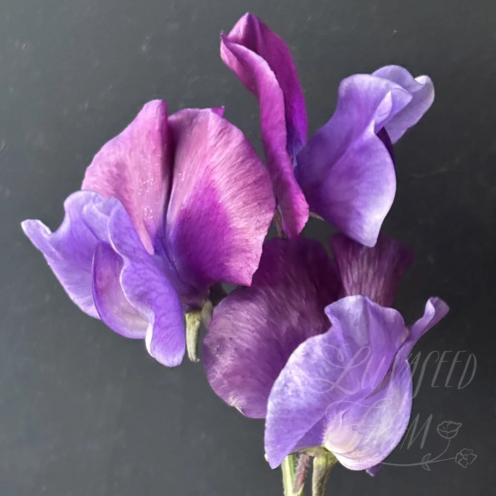 Just Christine Sweet Pea