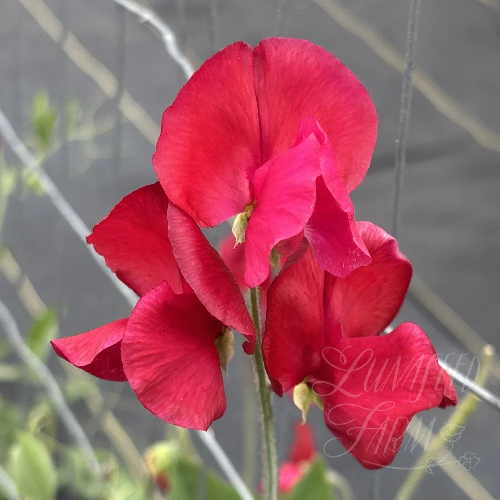 Sweet Pea Ernest Ireland