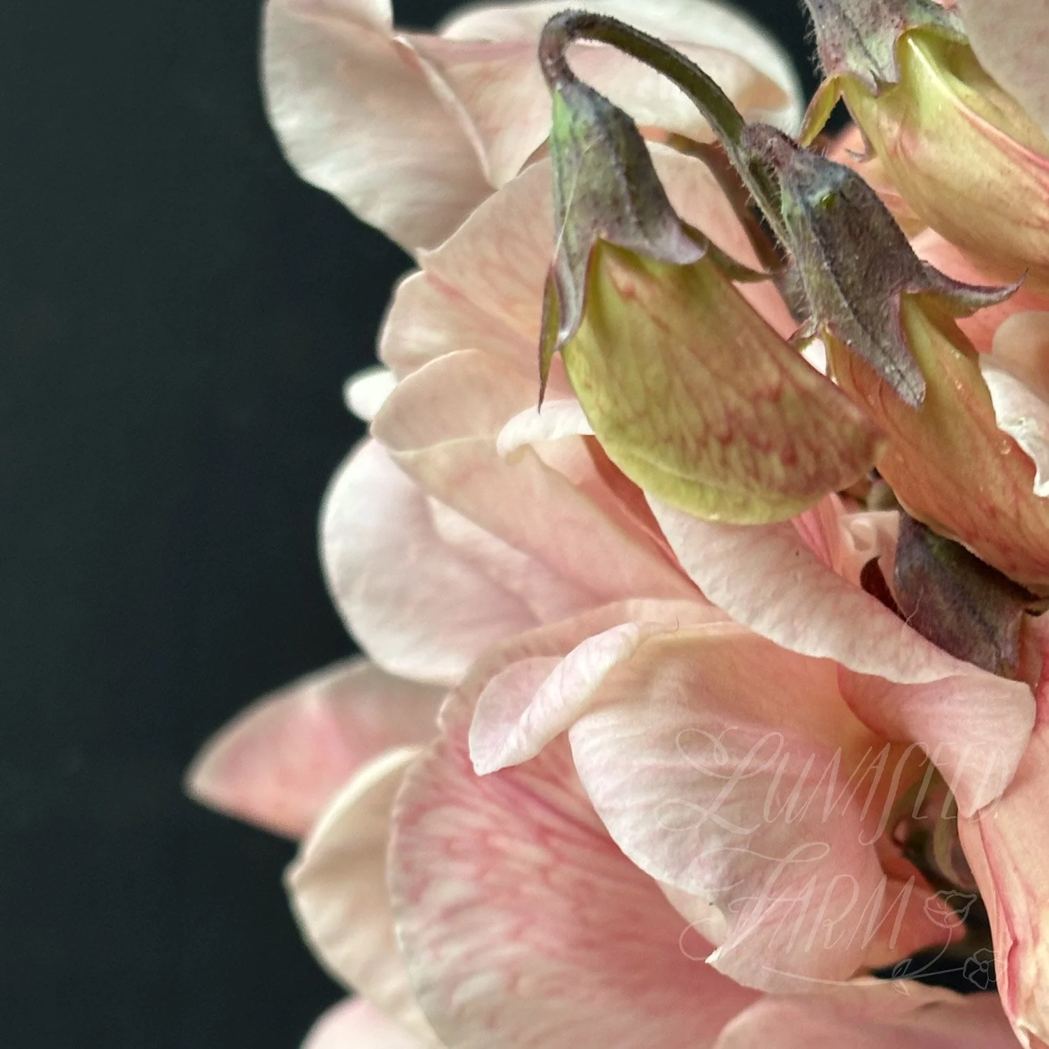 Sweet Pea - Shell Pink