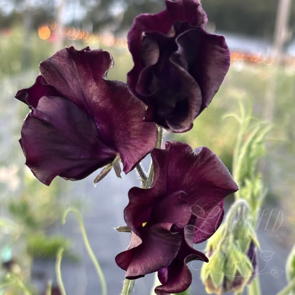 Blackberry Way Sweet Pea