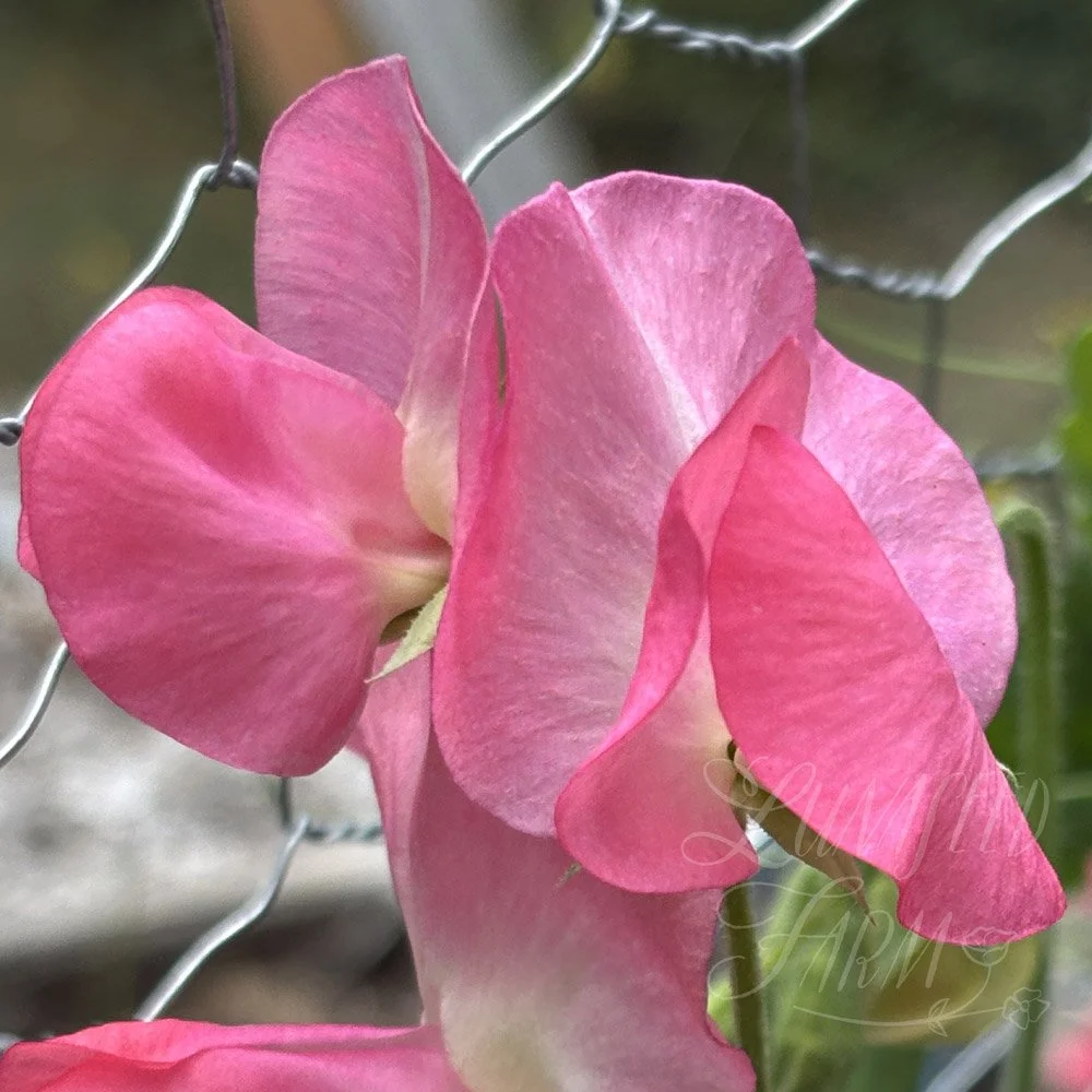 San Francisco Sweet Pea
