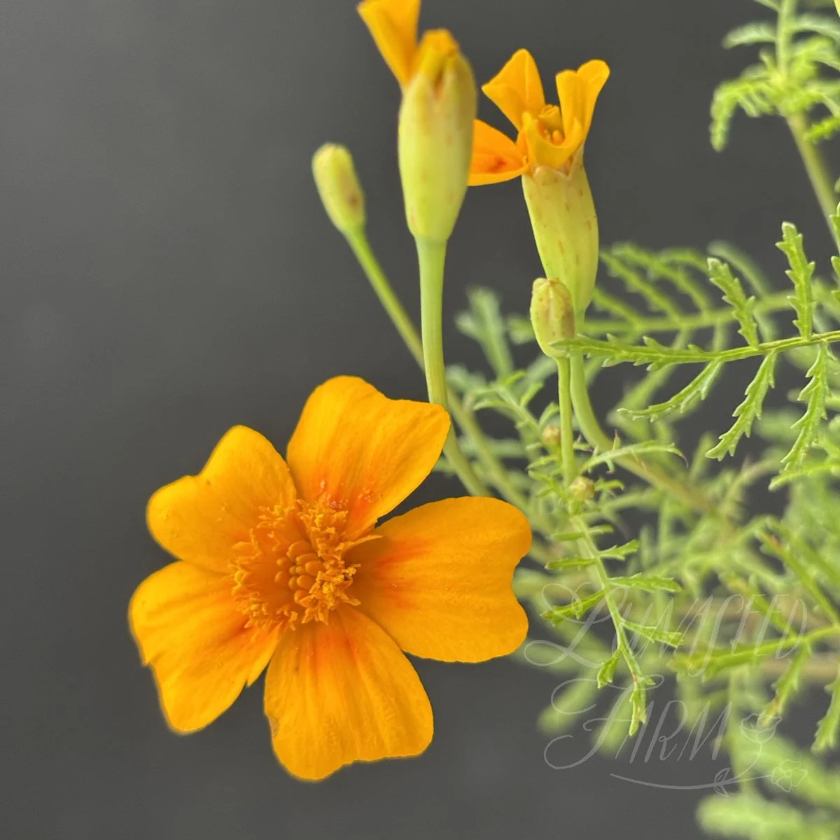 Marigold Signet Starfire flower seeds