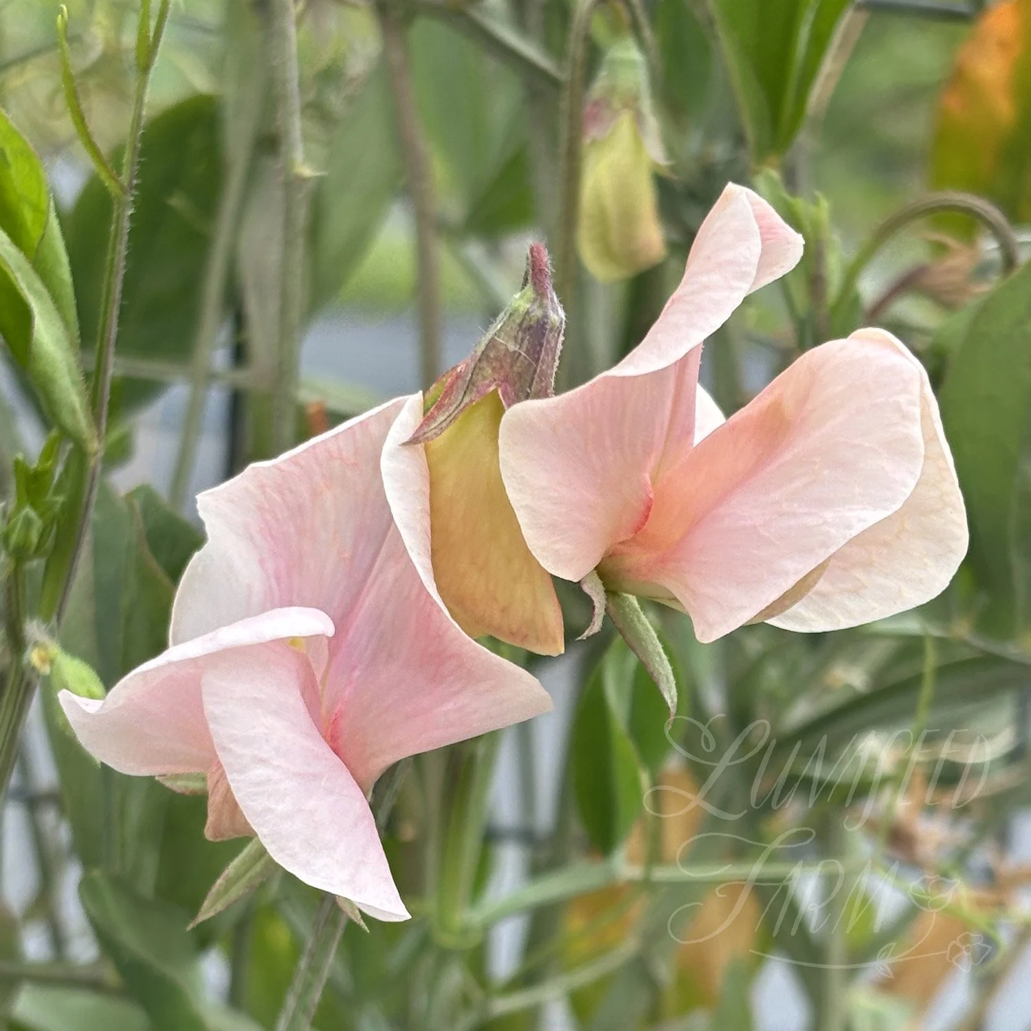 Shell Pink Sweet Pea Seeds