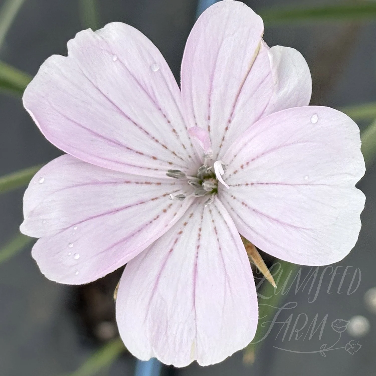 Blossom Pearl Agrostemma Corn Cockle Seed