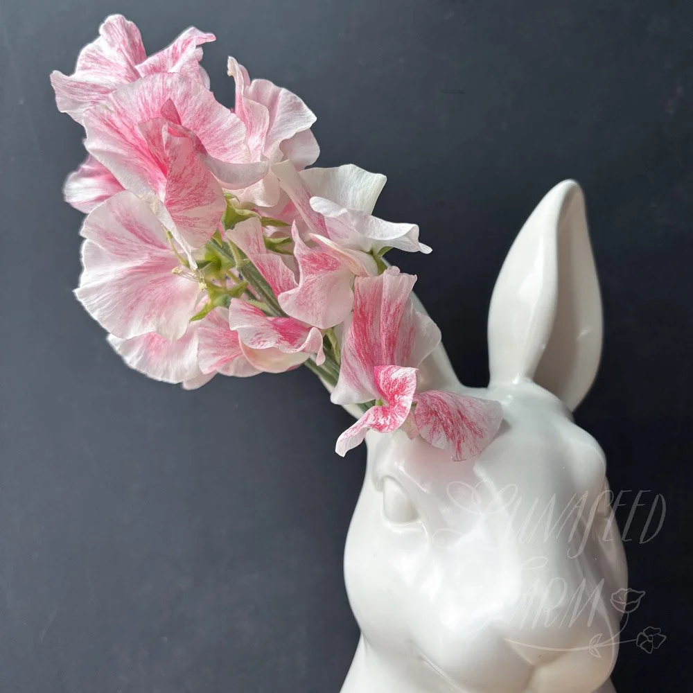 Vaudeville Sweet Pea