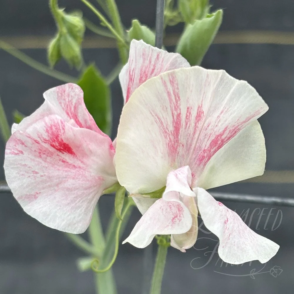 Sweet Pea Pearl Anniversary