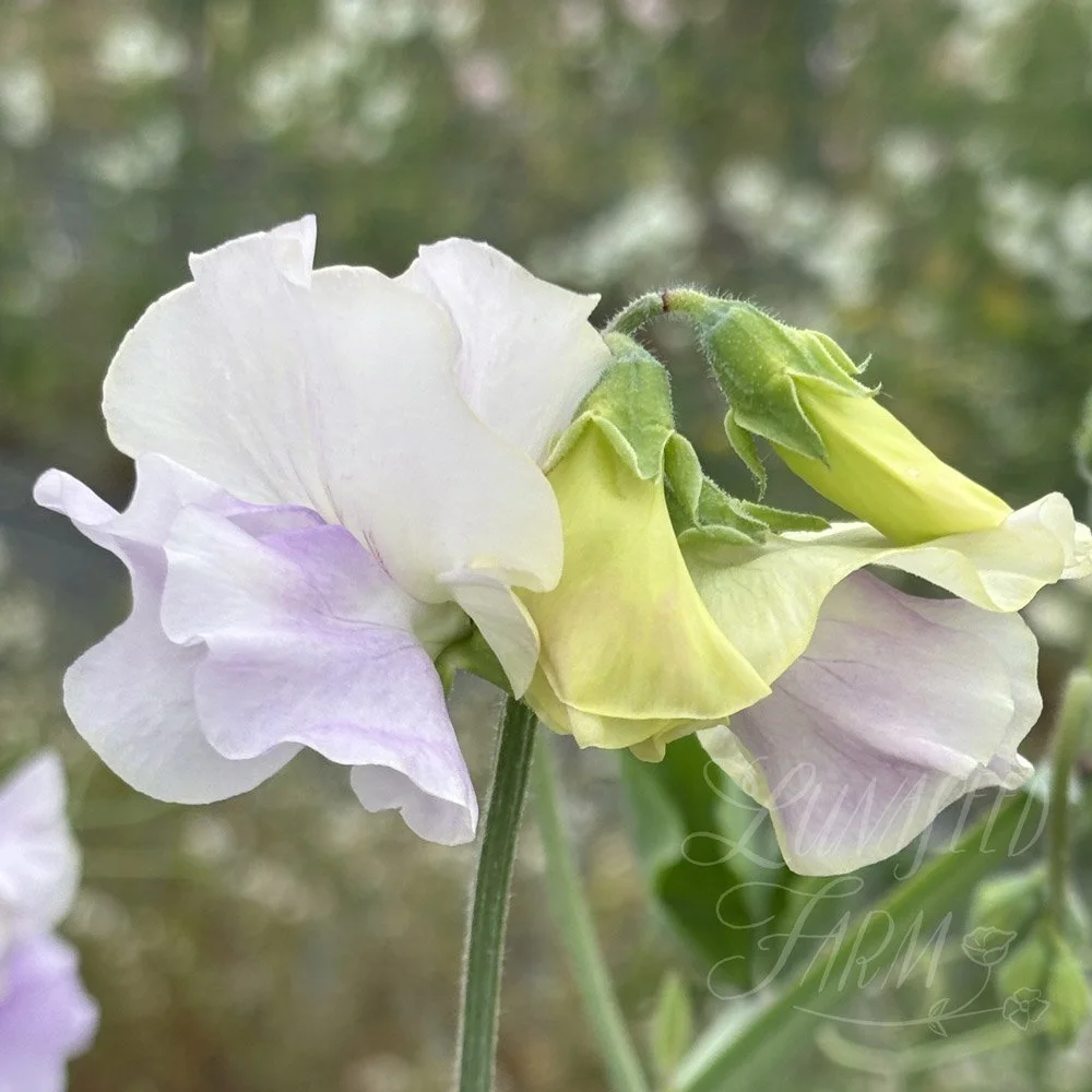 Sweet Pea Piccolo