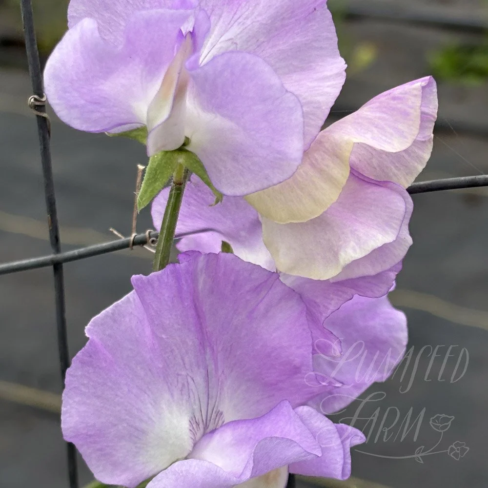 Kings Coronation Sweet Pea