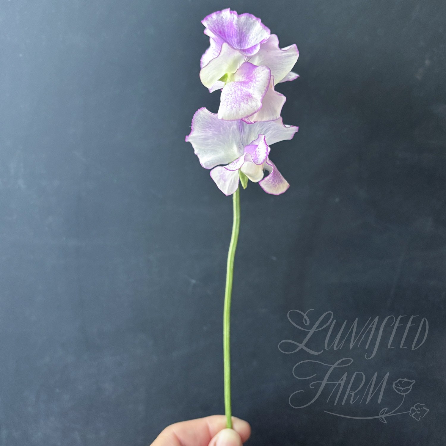 Sir Jimmy Shand Sweet Pea Seeds