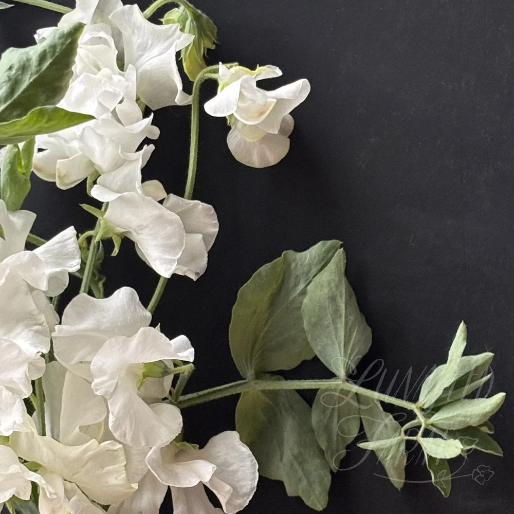 Lakeland Blizzard Sweet Pea