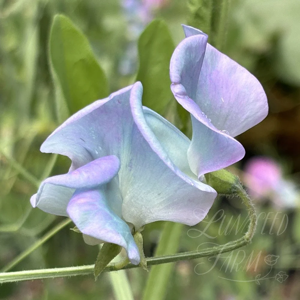 Turquoise Lagoon Sweet Pea