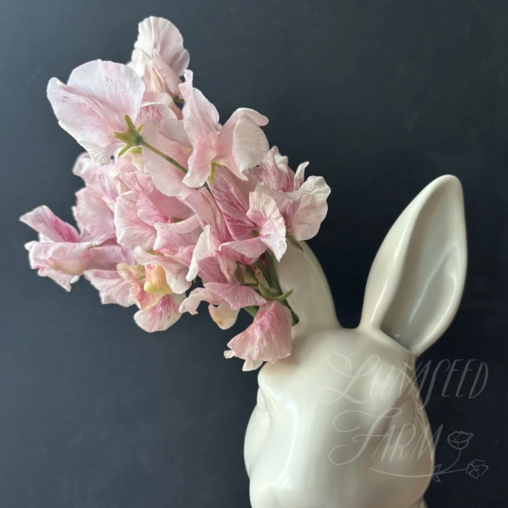 Scarlet Flake Sweet Pea
