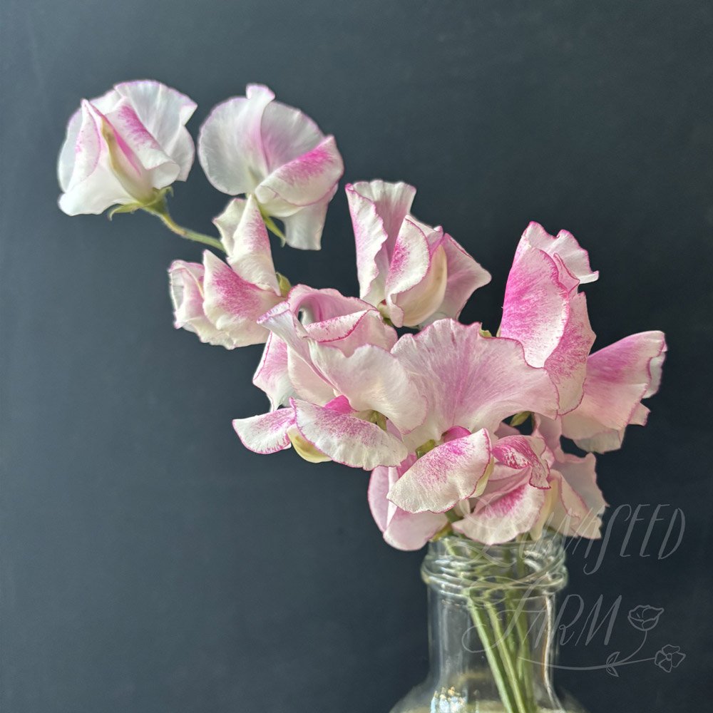 Sweet Pea Karen Michelle 