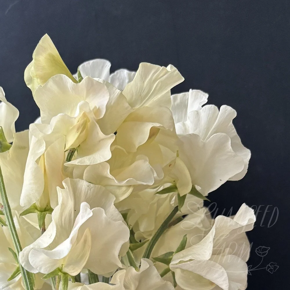 Serenity Remembered Sweet Pea