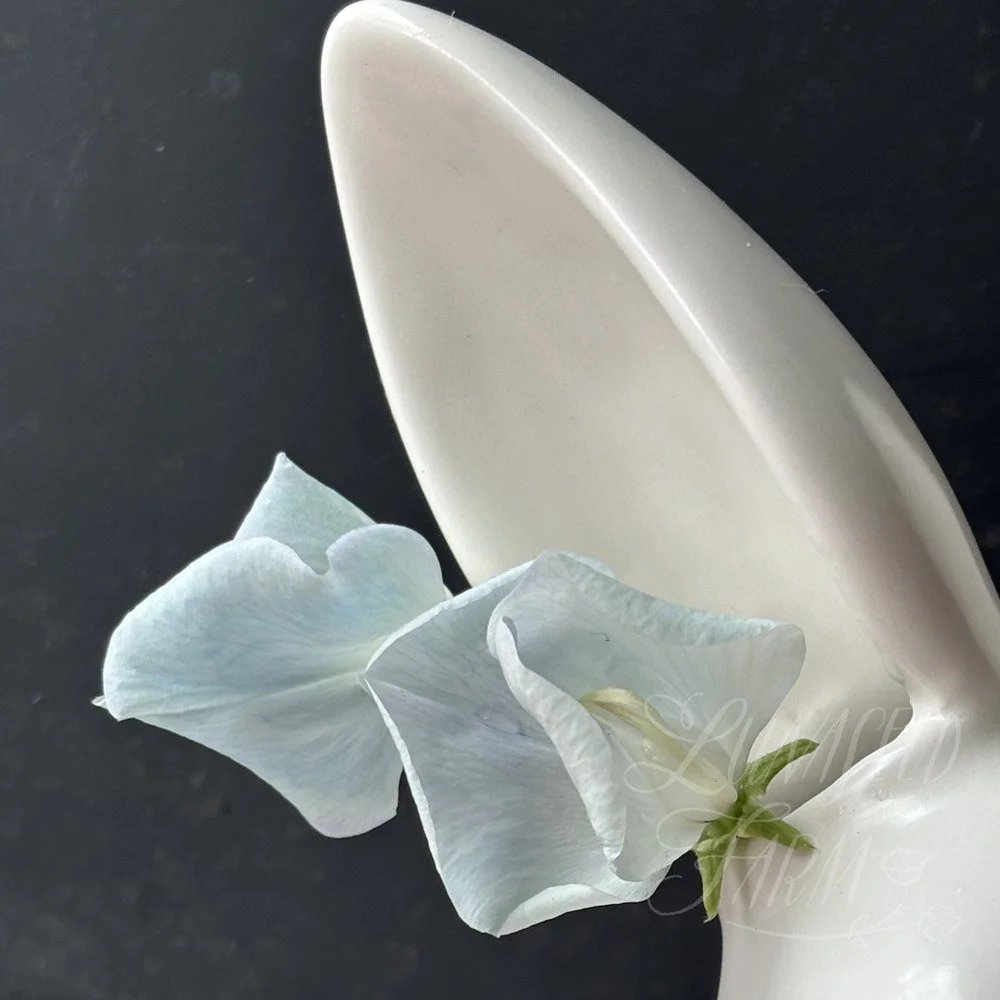 Lunar Blue Sweet Pea