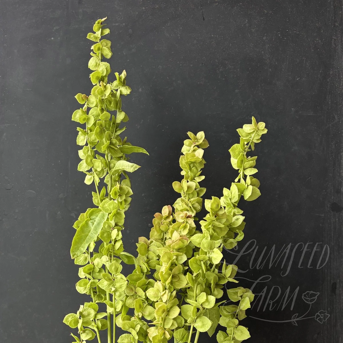 'golden' orach bouquet greenery