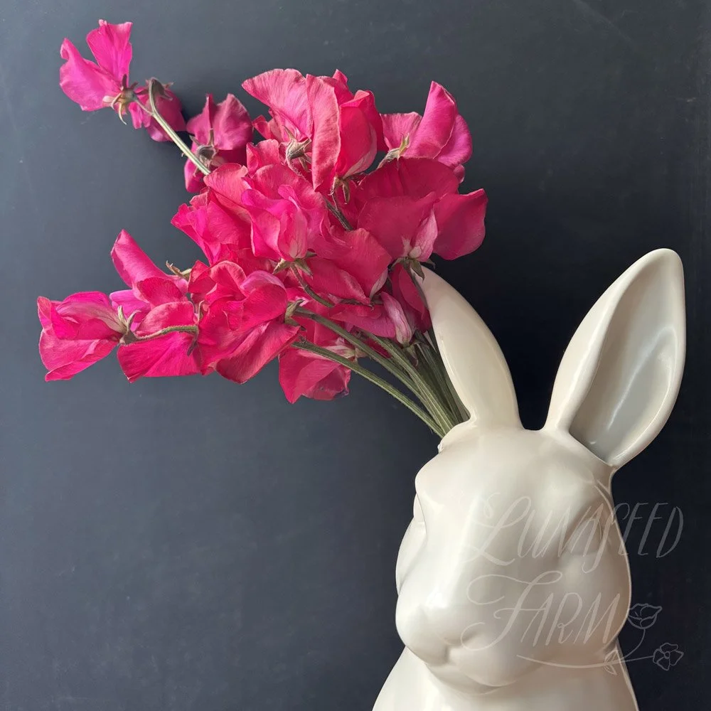 Sweet Pea Judith Wilkinson