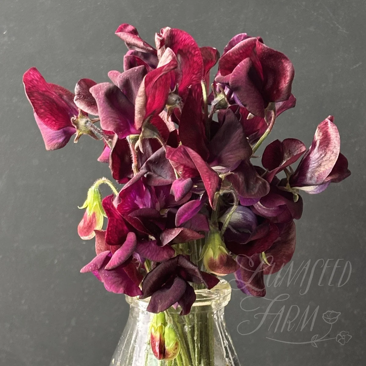 LSF_MontyDon_sweetpea_03.jpg