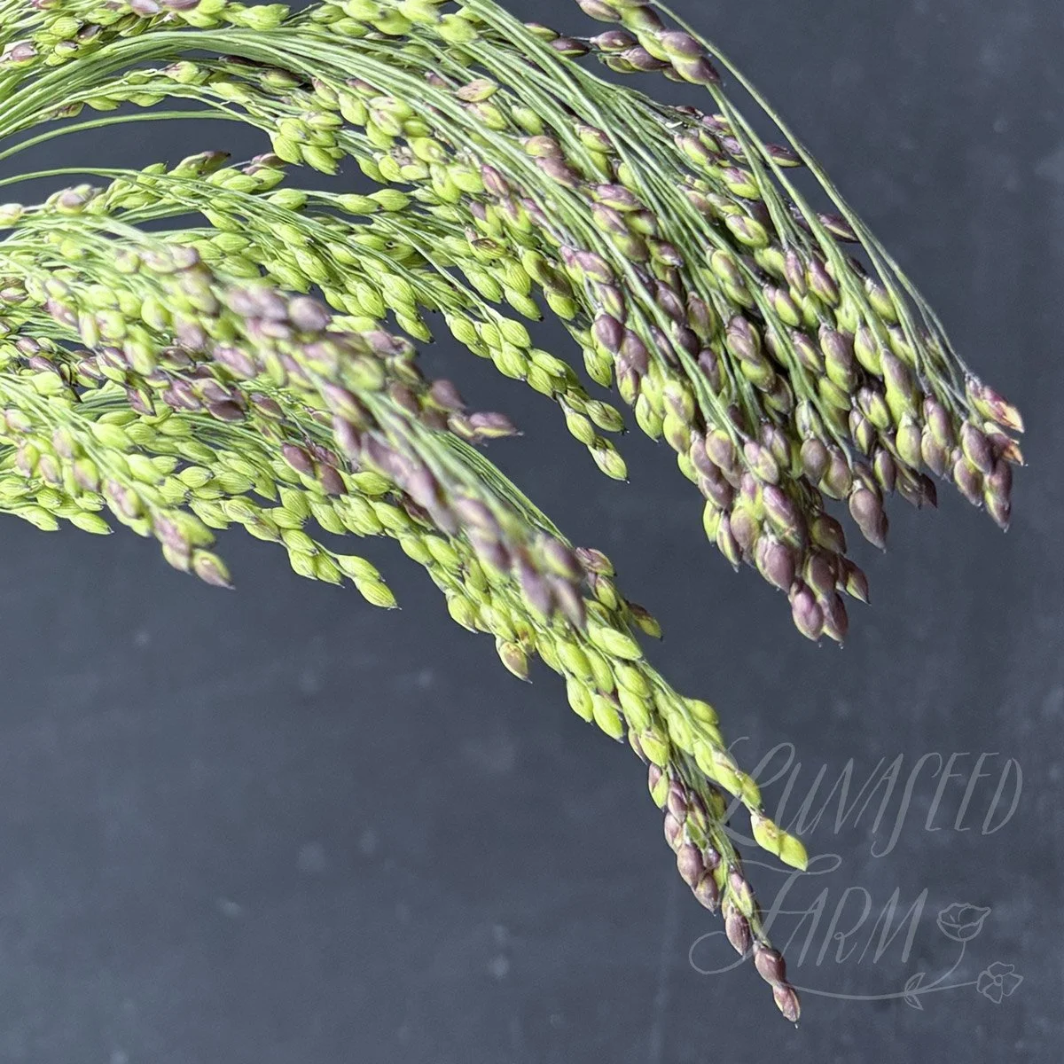 Broomcorn millet Panicum miliaceum violaceum seed