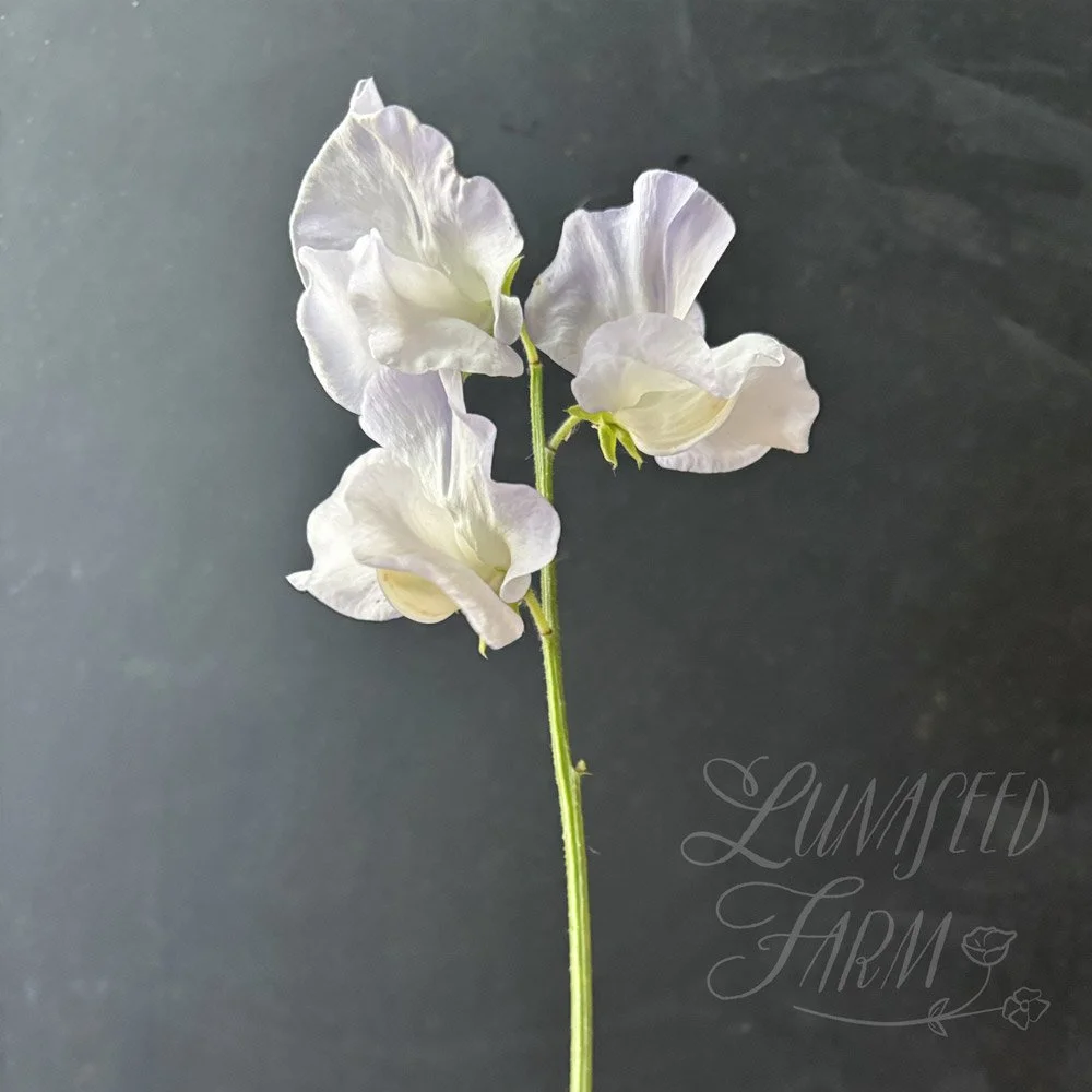 Beverly Ann Sweet Pea