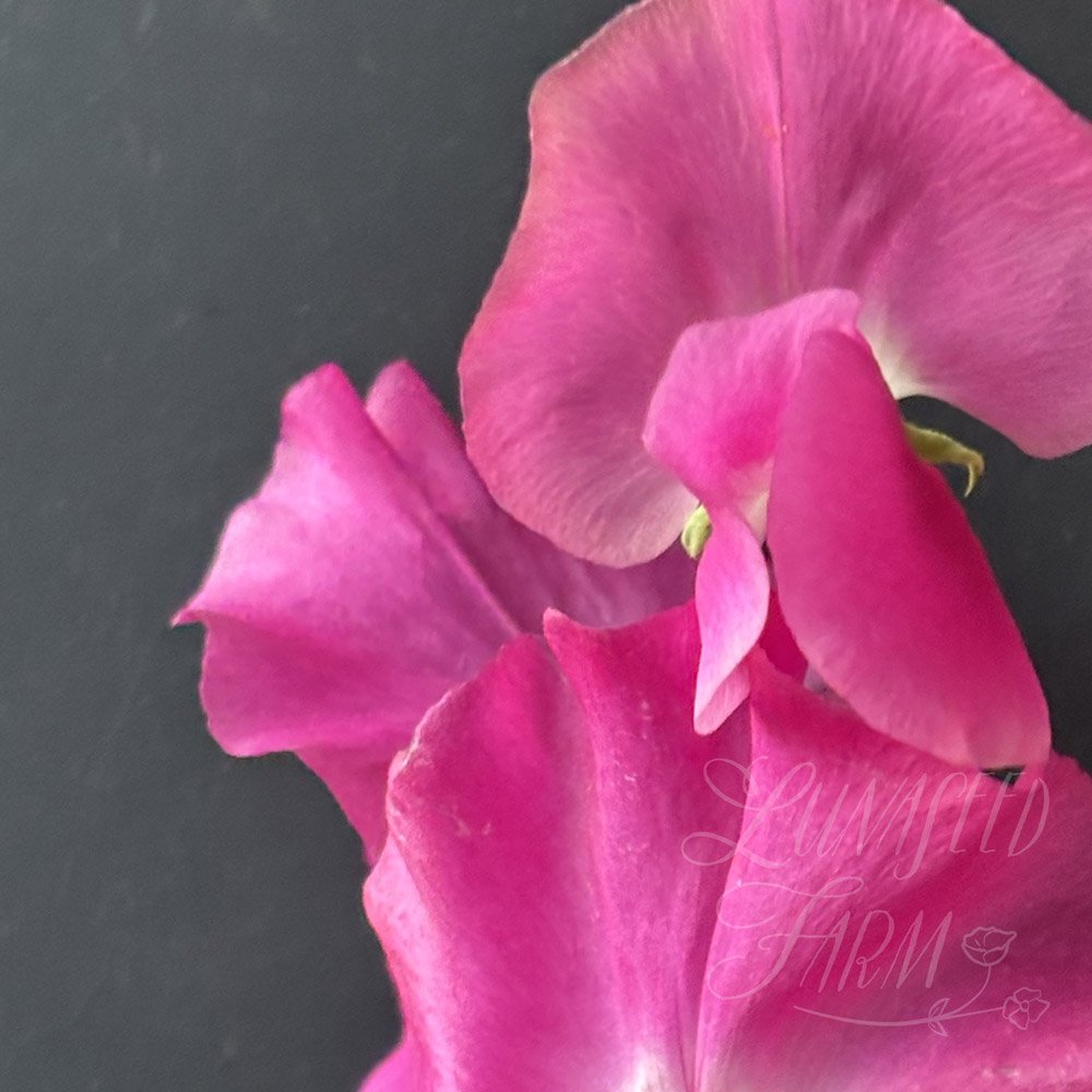 Somerset Lady Sweet Pea