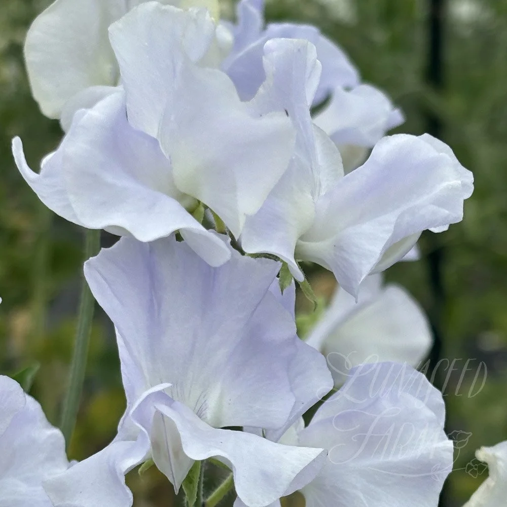 Beverly Ann Sweet Pea