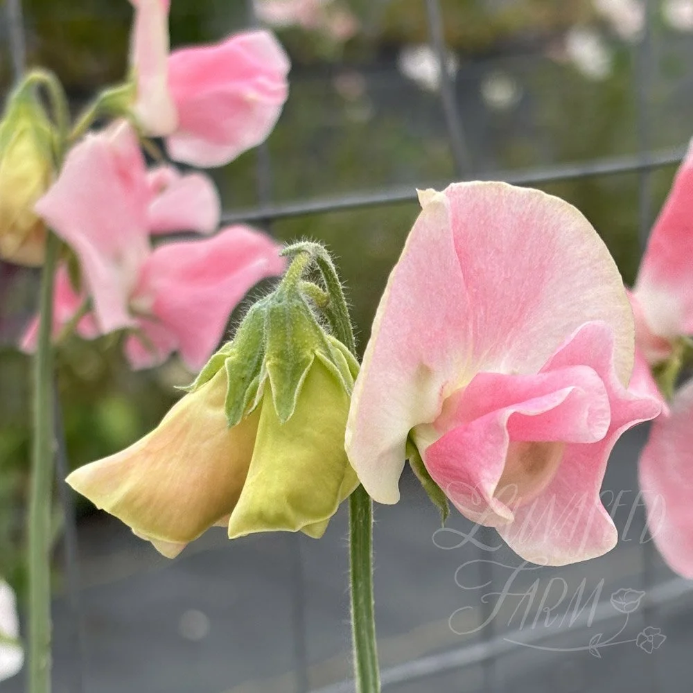 Sweet Pea Lauren Landy