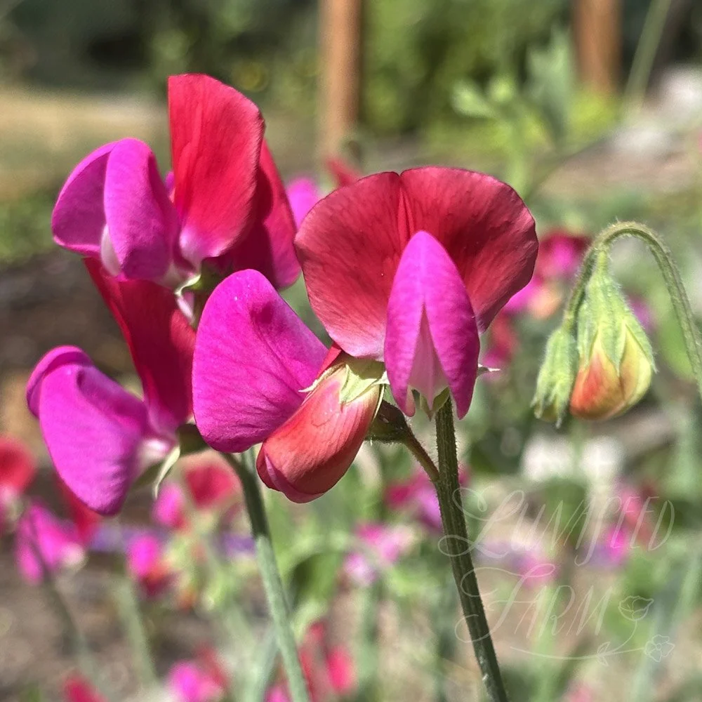 Solway Serenade Sweet Pea Seeds