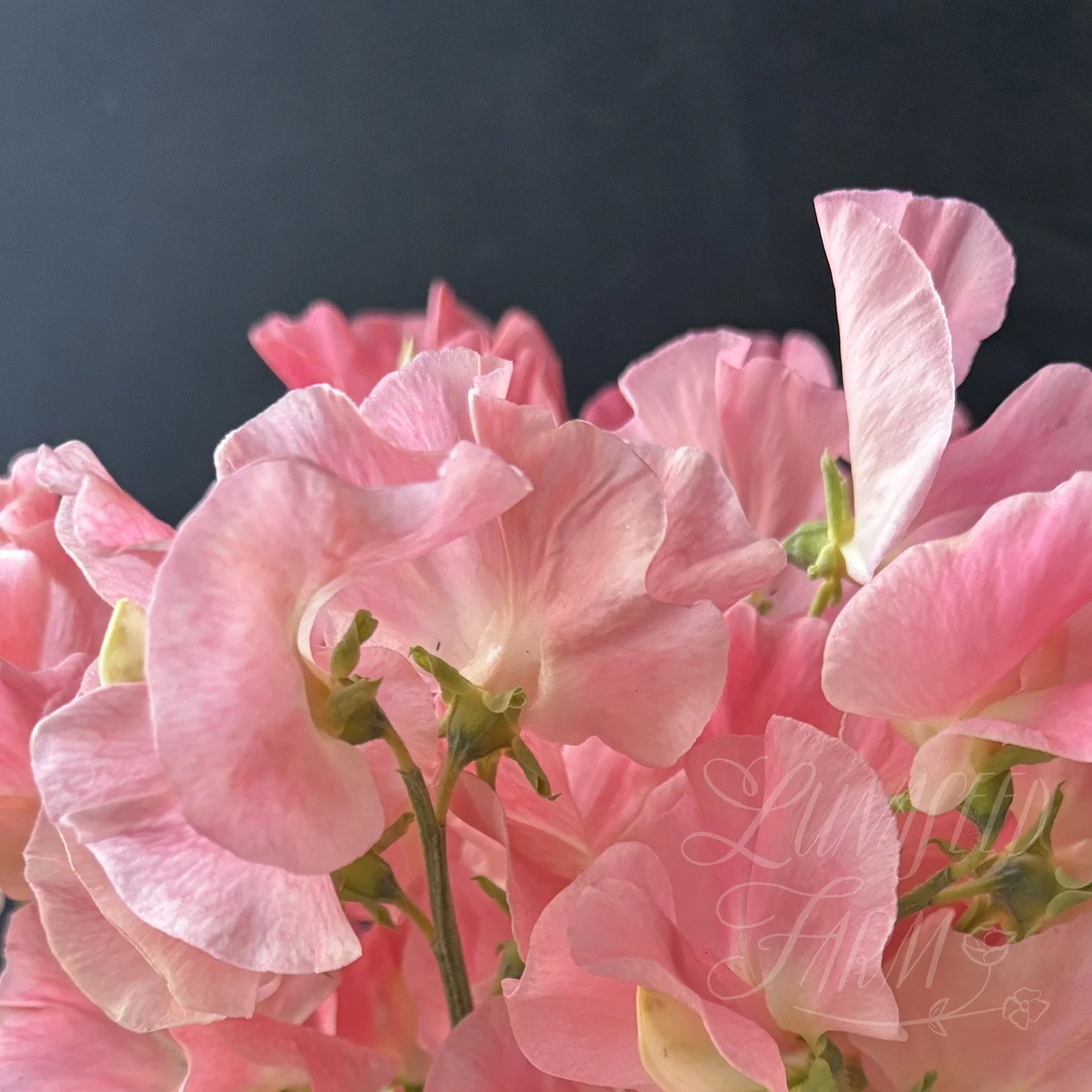 Interstellar Apricot Sweet Pea Seed Mix