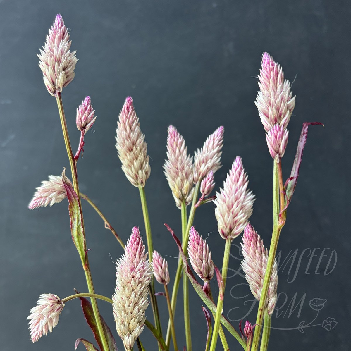Celosia 'Xantippe' Seed