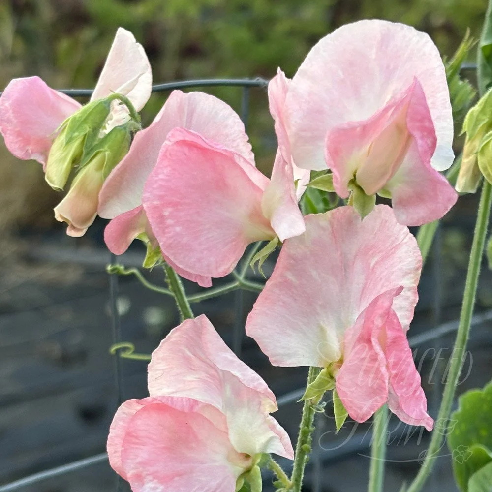 Spring Sunshine Peach Sweet Pea