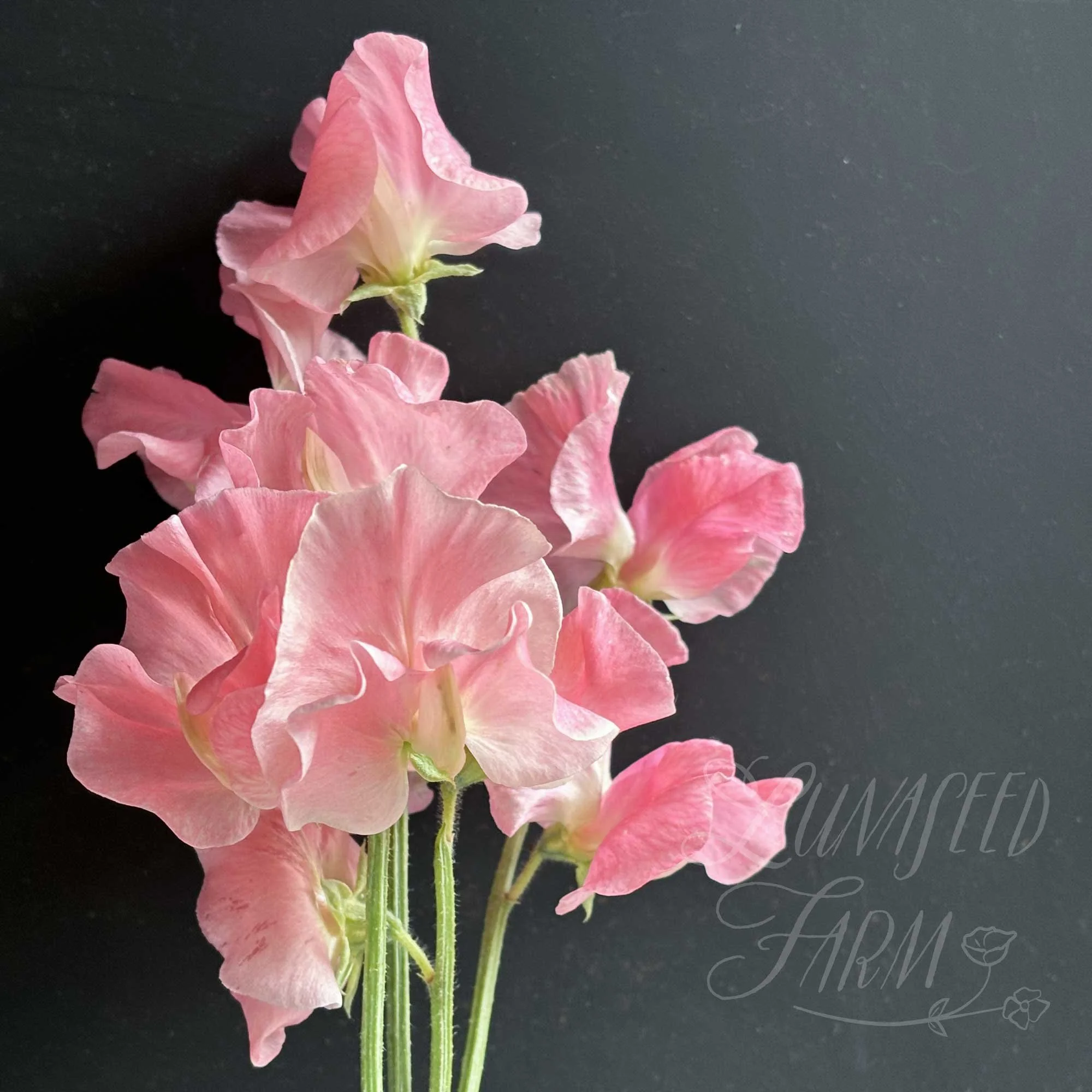 Alan Titchmarsh Sweet Pea