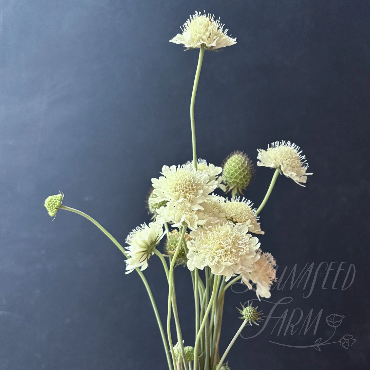 Scabiosa ochroleuca pincushion seeds