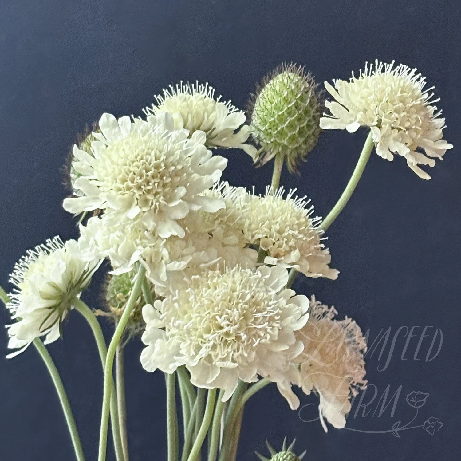 Scabiosa ochroleuca pincushion seeds