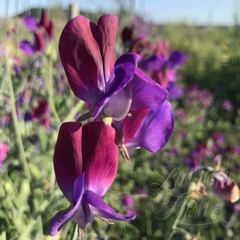 Cupani Sweet Pea