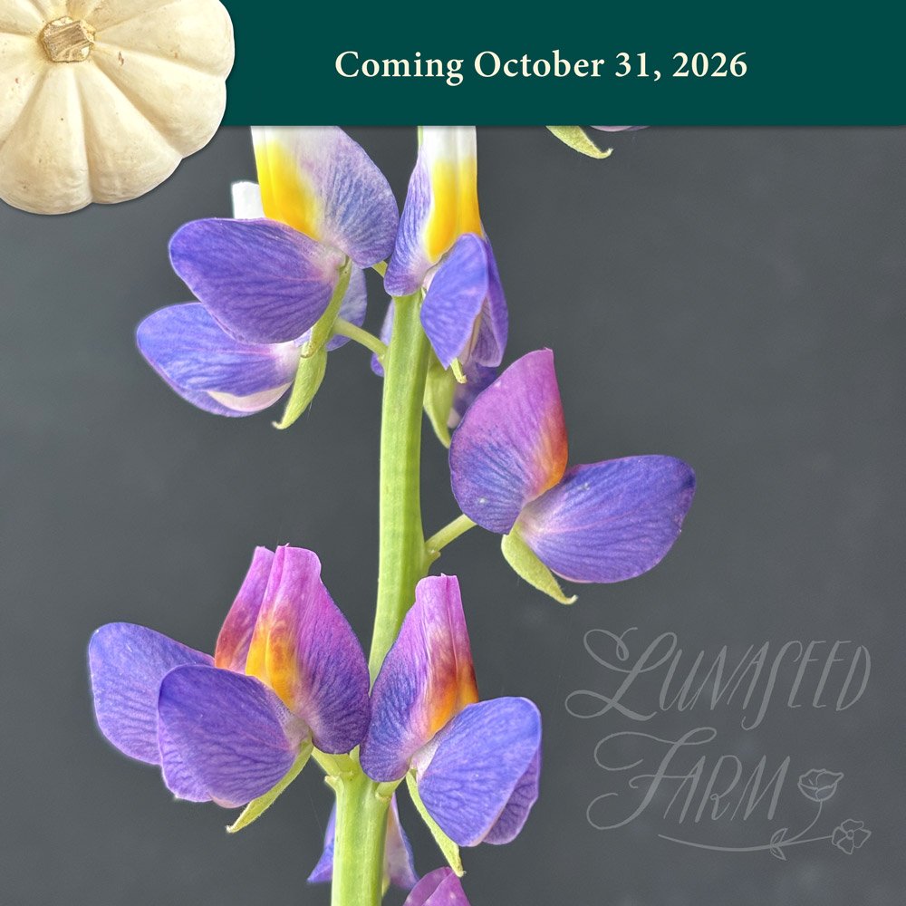 LSF_Lupine_Sunrise_Oct26.jpg