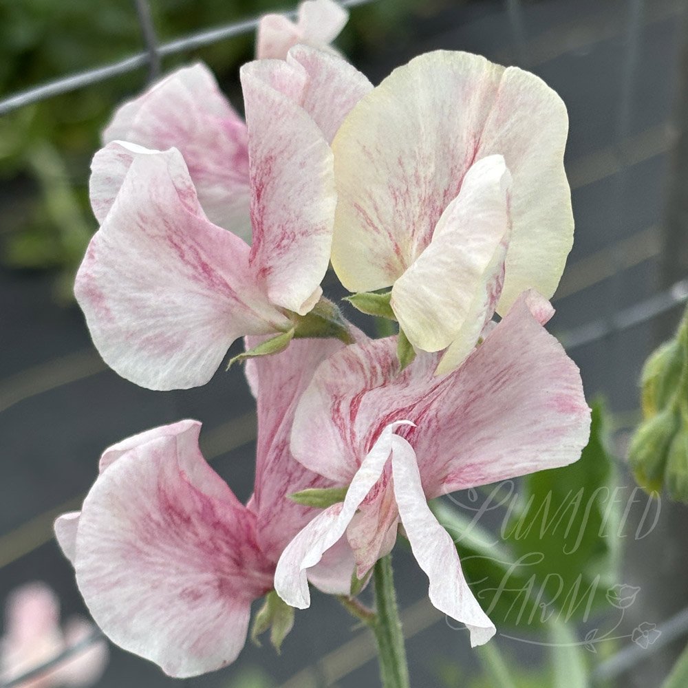 Scarlet Flake Sweet Pea