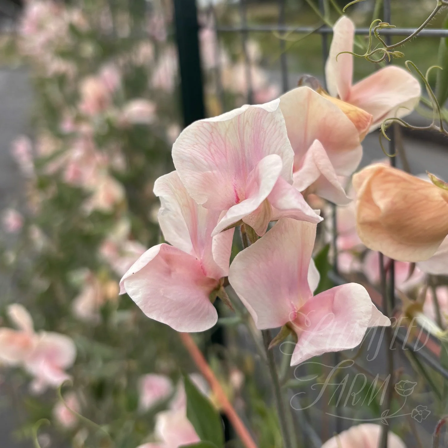 Shell Pink Sweet Pea Seeds