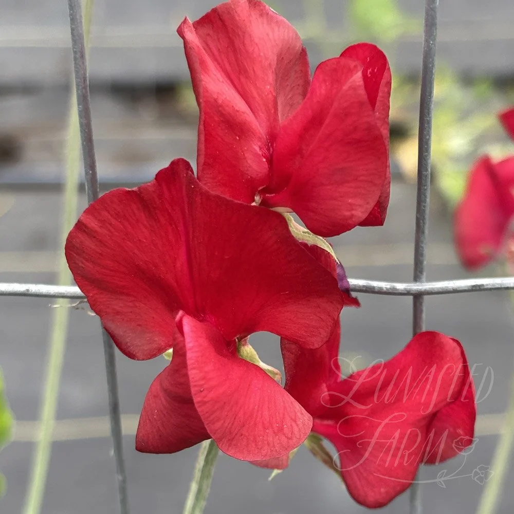 Winston Churchill Sweet Pea